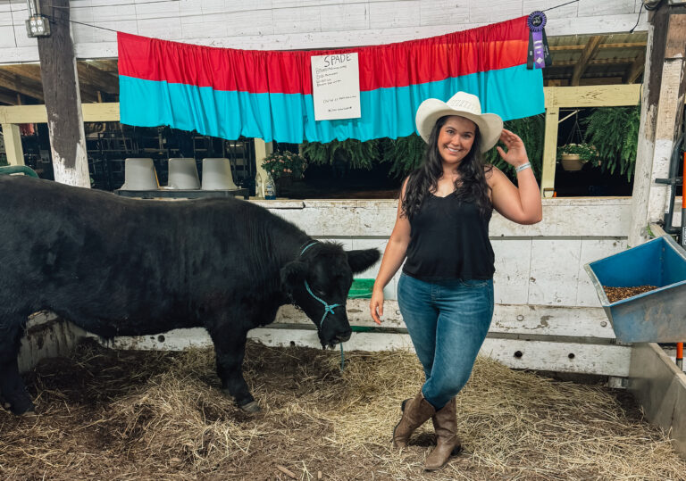 One of the cows at the rodeo!